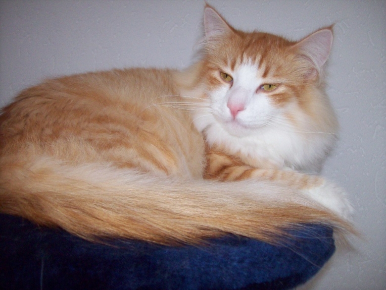 katteninfosite